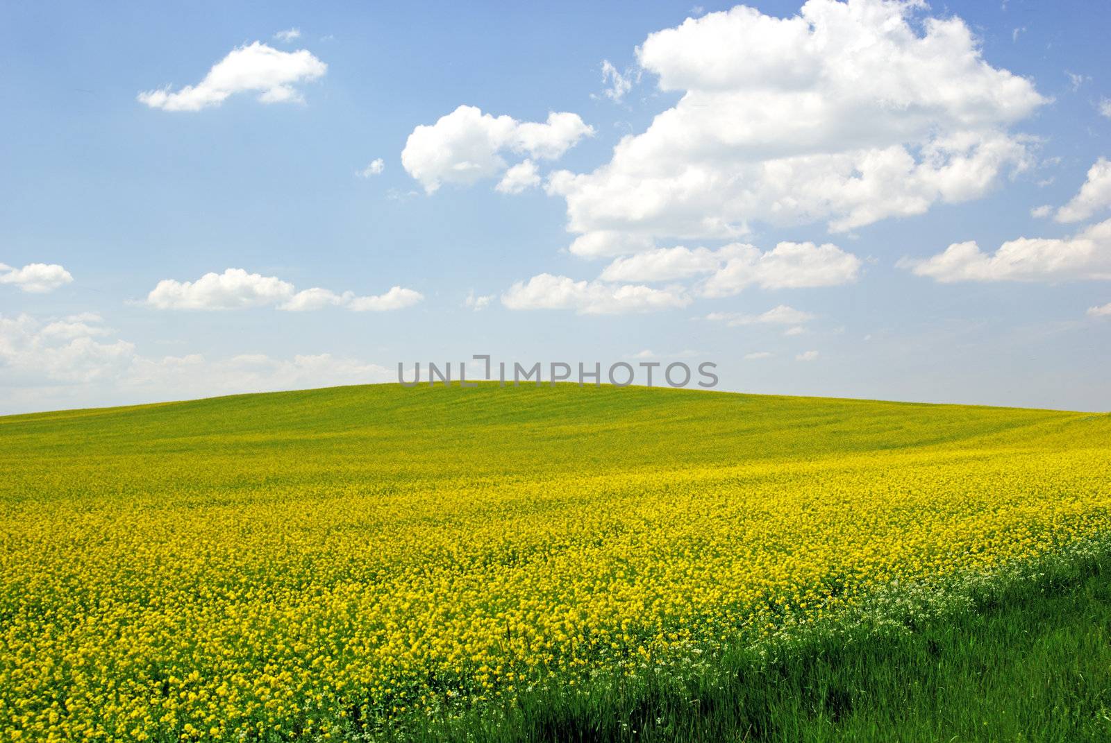 yellow field with oil seed rape in summer by xfdly5