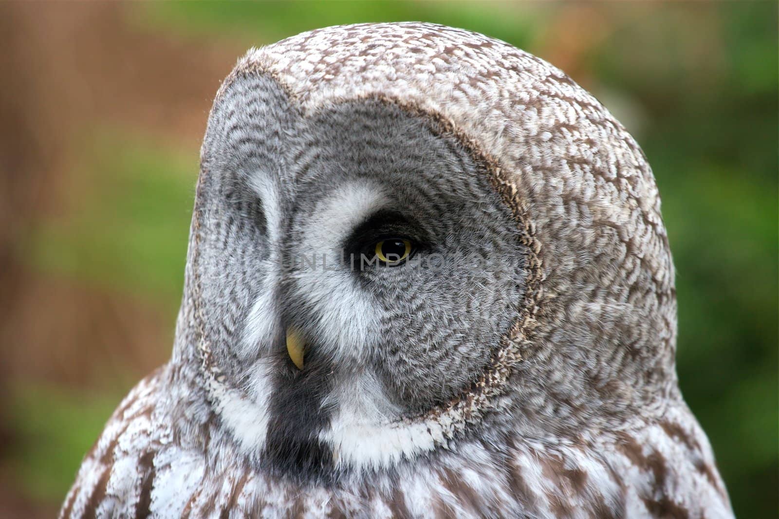 Closeup on the head of a great gray owl
