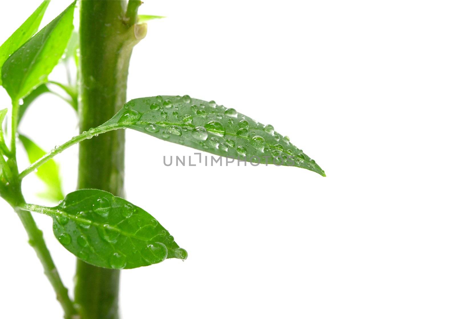 Green plant detail isolated on white background