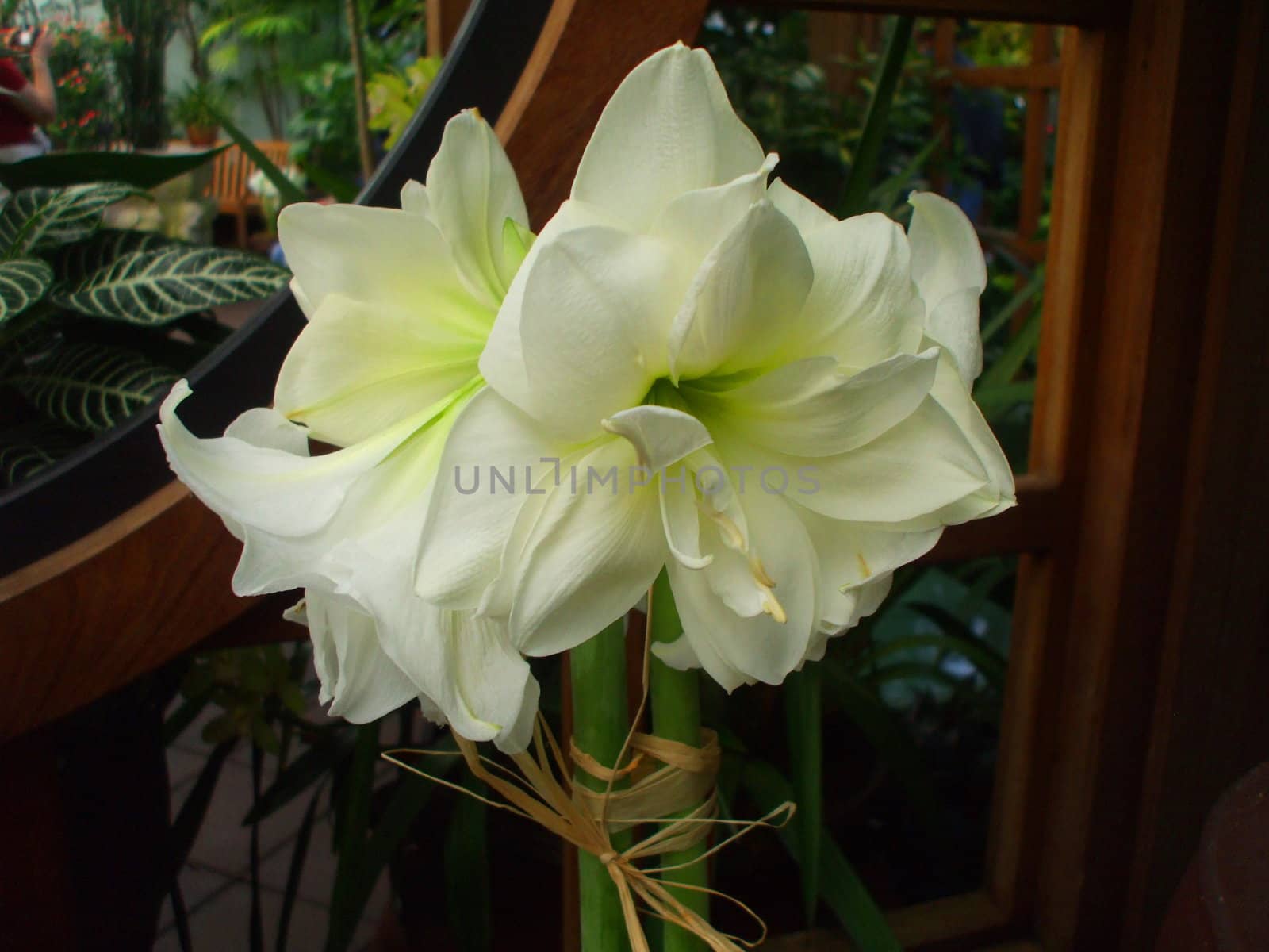 Close up of the white amaryllis.