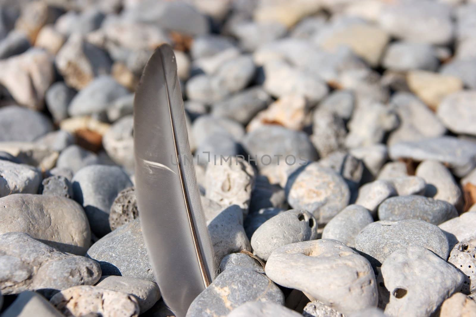 Feather on the shore