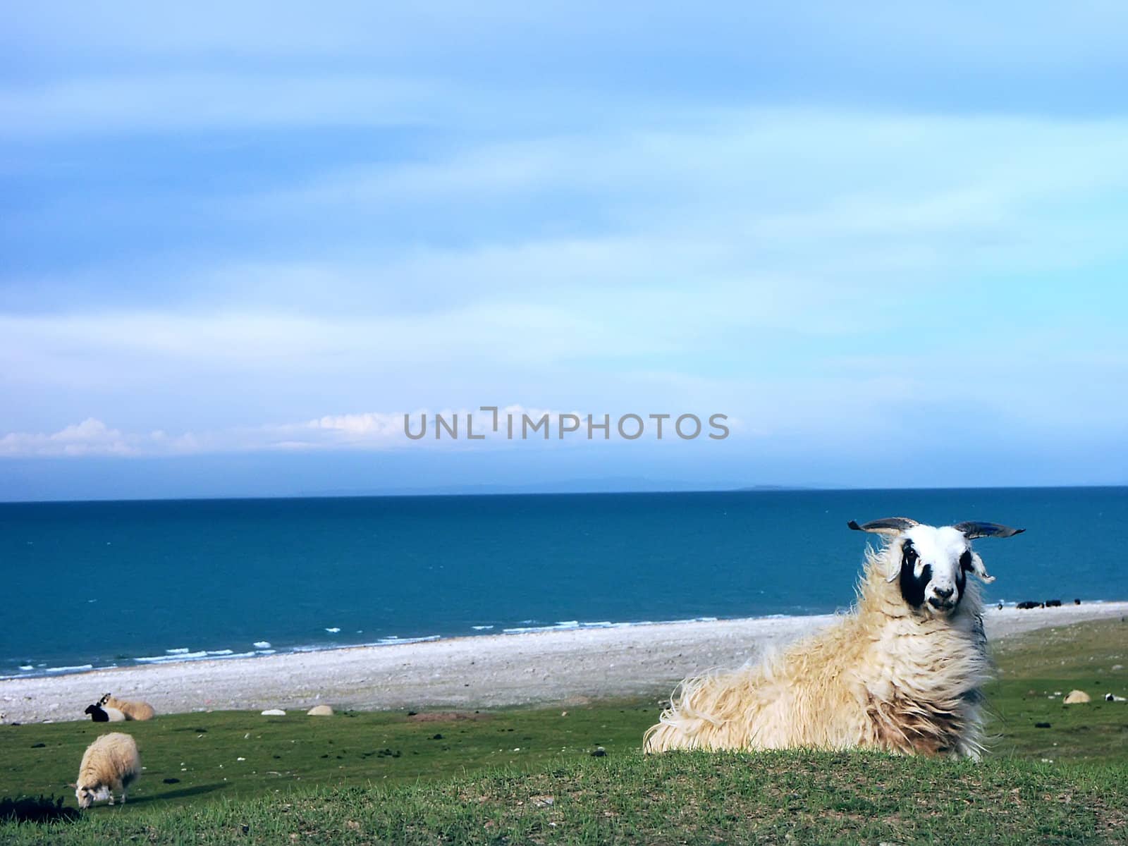 China's Qinghai Lake Ranch by xfdly5