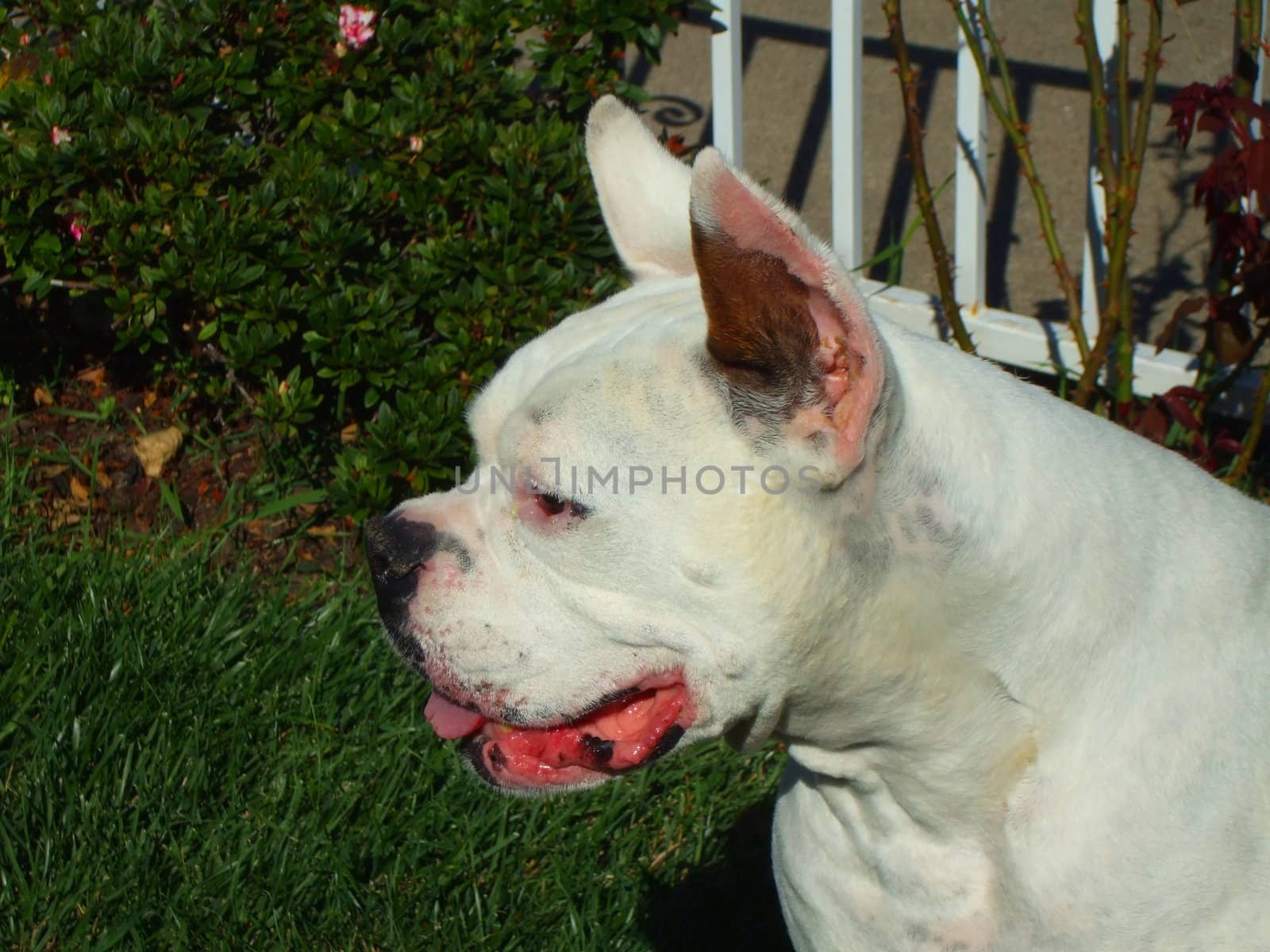 Close up of a white boxer dog.