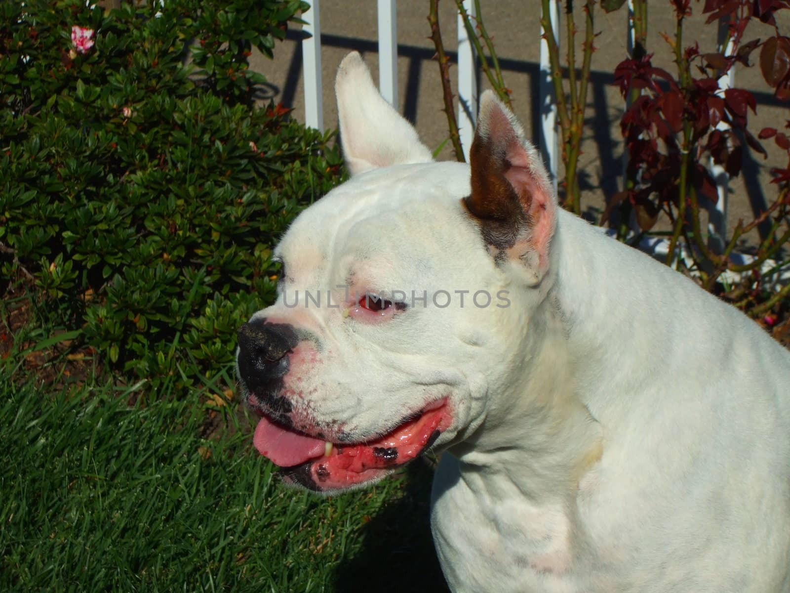 White Boxer Dog by MichaelFelix