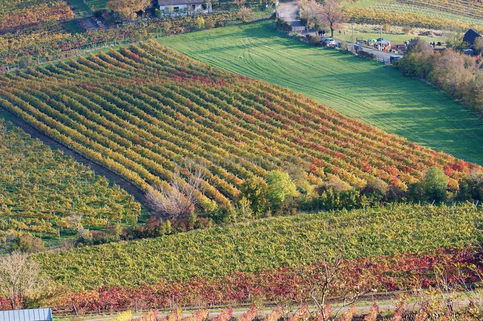 Grape fields in autumn near Vienna