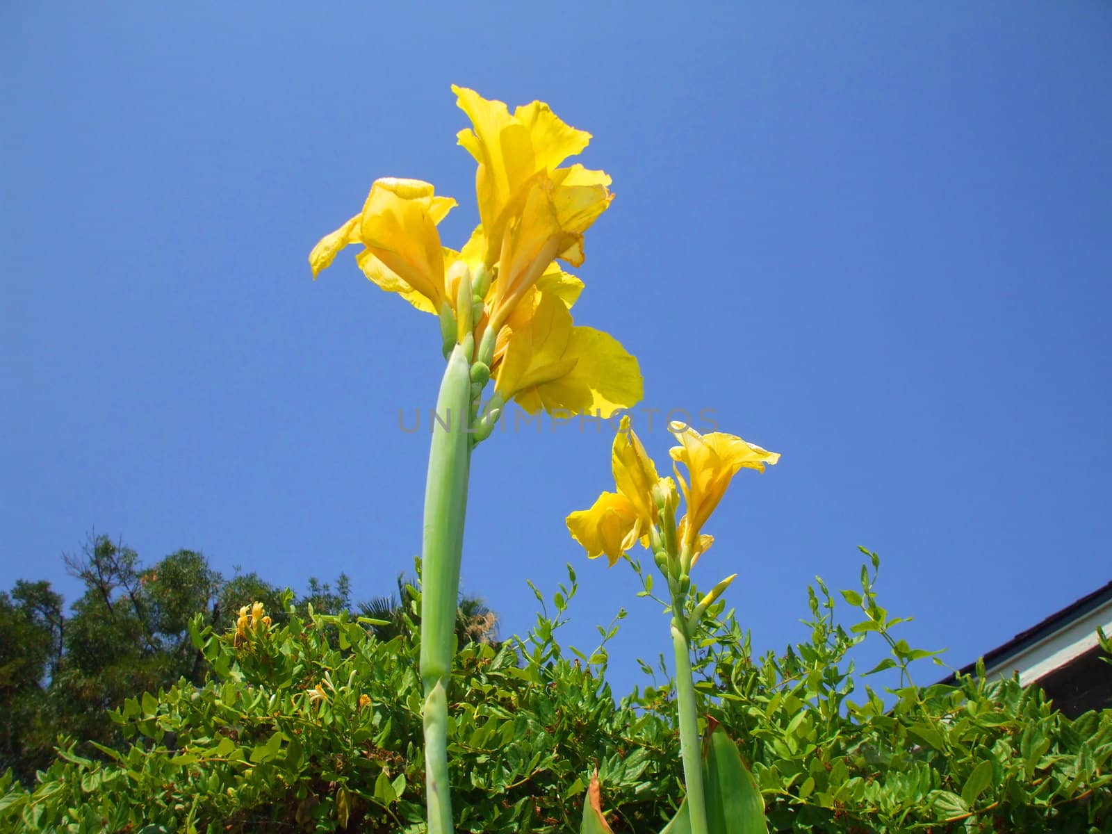 Close up of a canna lily flower.