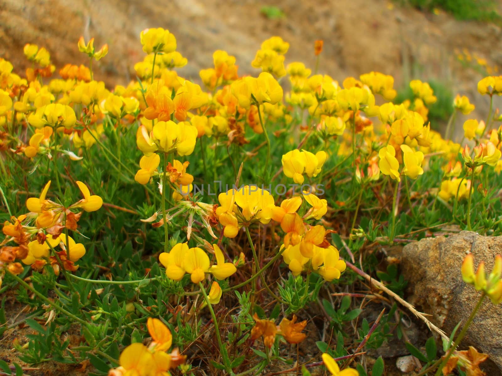 Close up of the yellow coastal wildflowers.