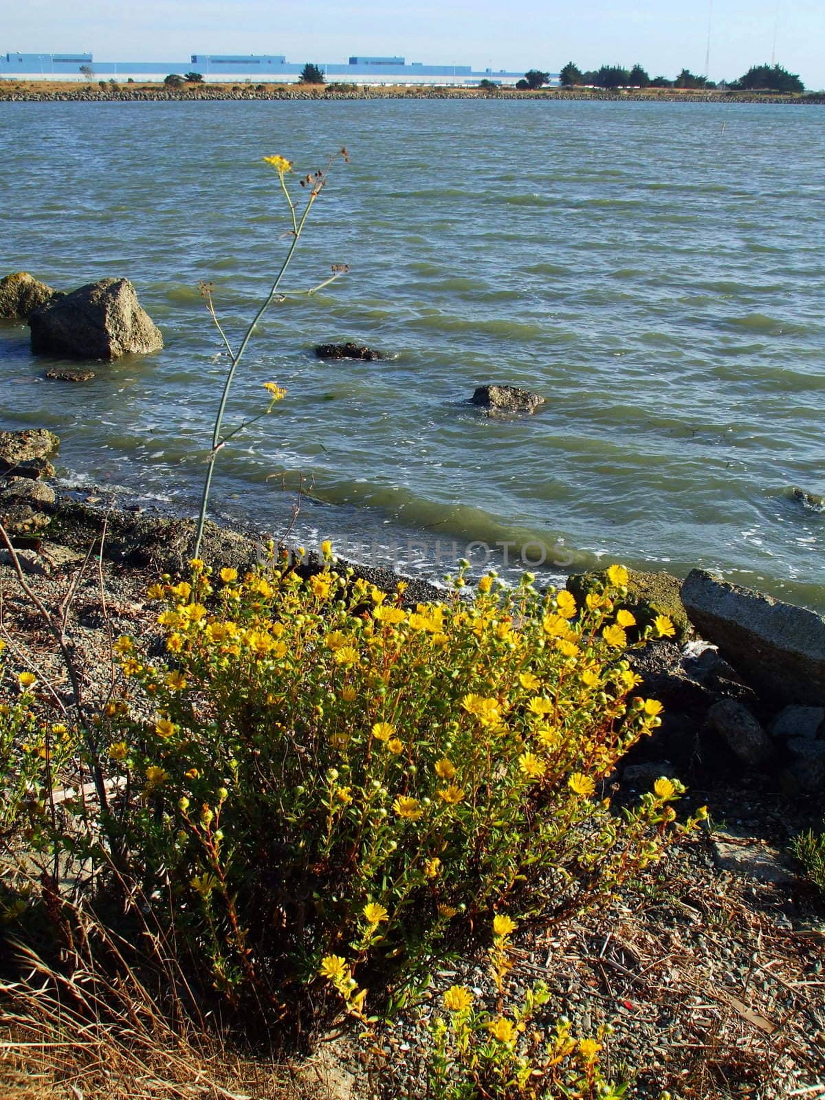 Close up of the yellow coastal wildflowers.