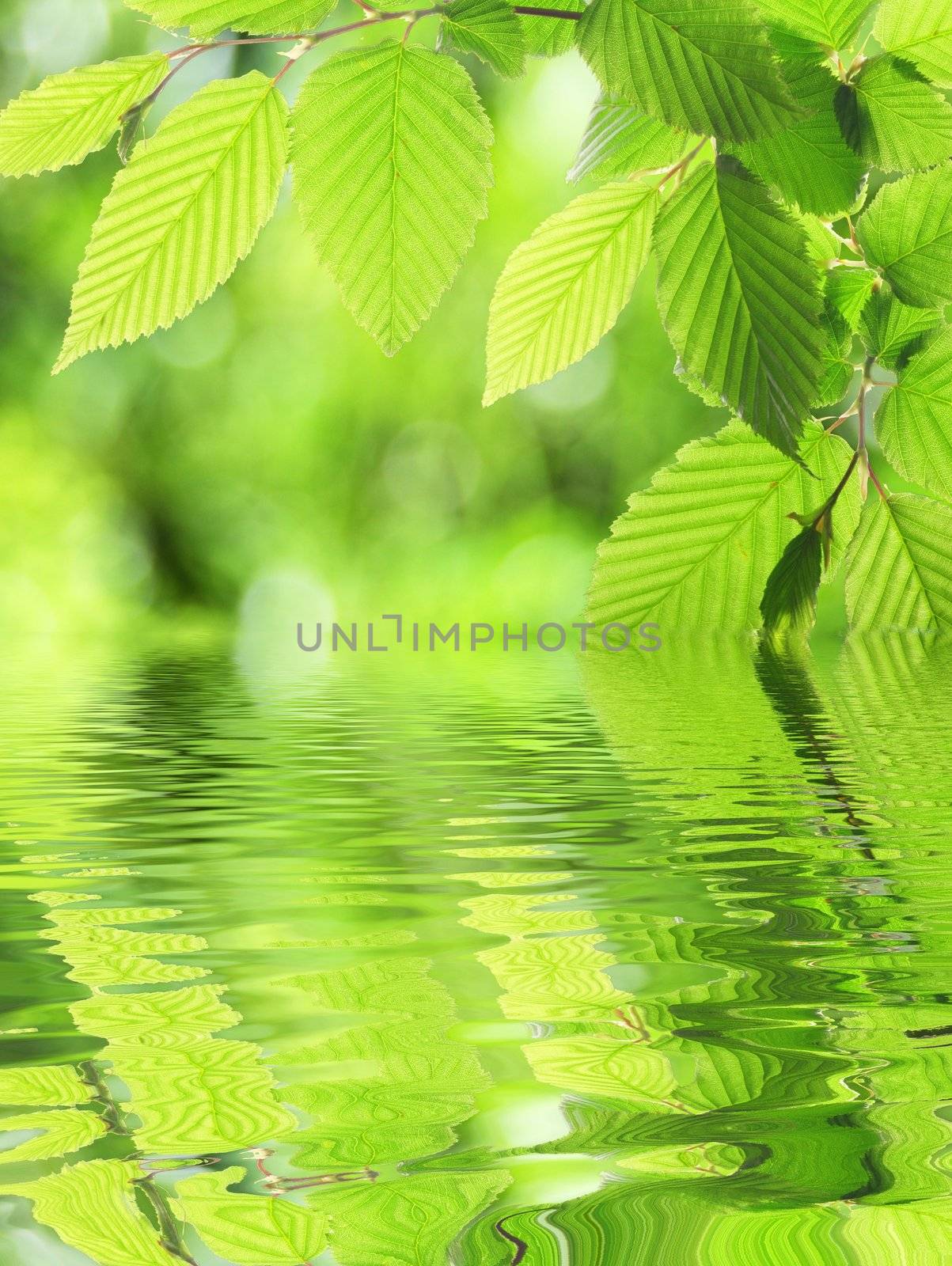 green leaf and water reflection on summer day