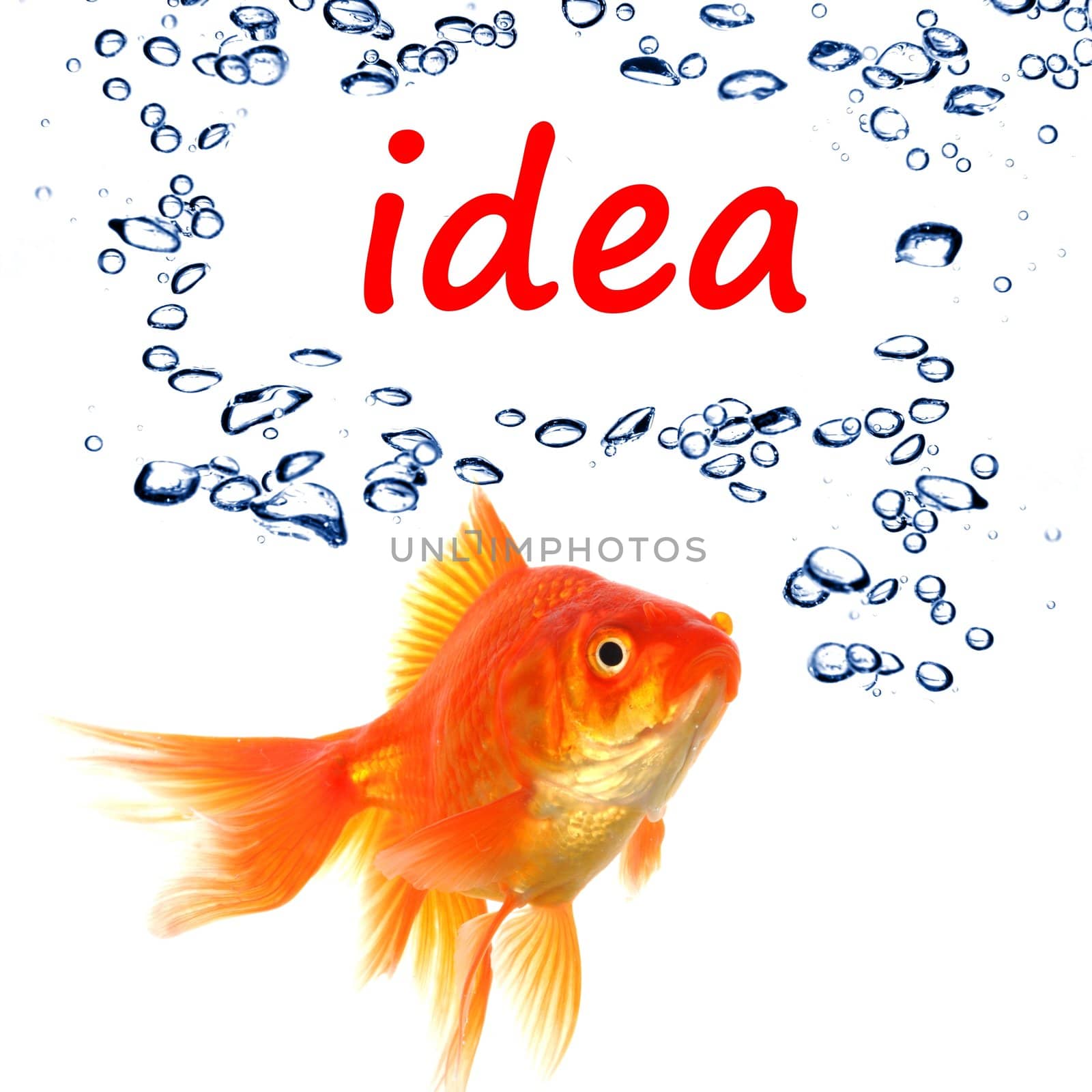 idea or creativity concept with goldfish and water bubbles on white