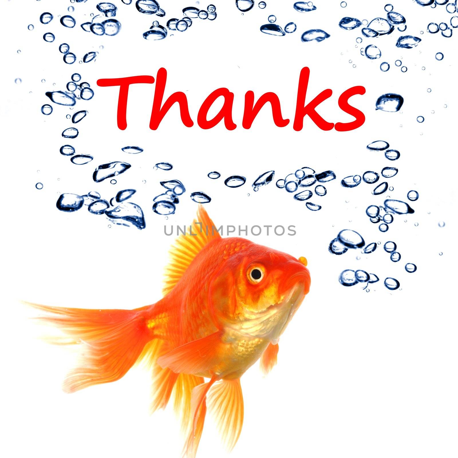 thanks or thank you concept with word and goldfish