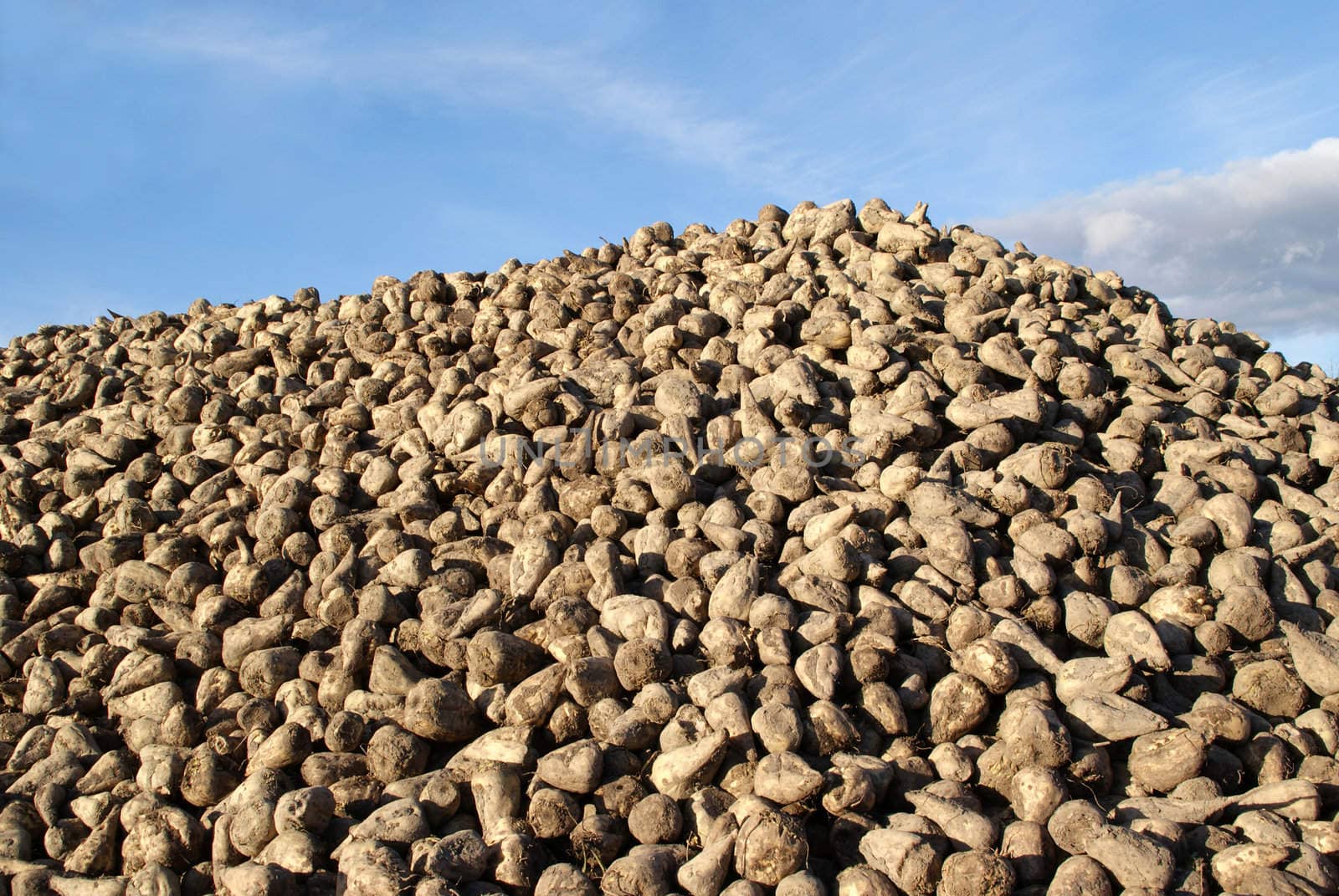 A heap of newly harvested sugar beets (Beta vulgaris) against the sky. Photographed in Salo, Finland in October 2010. 