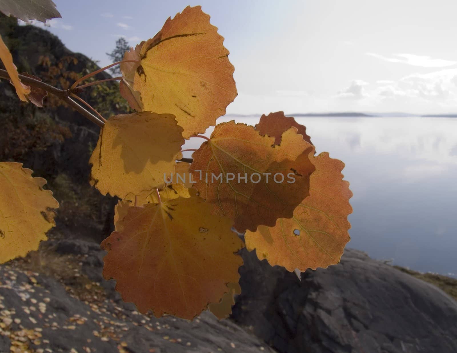 Branch of a tree against a sea landscape