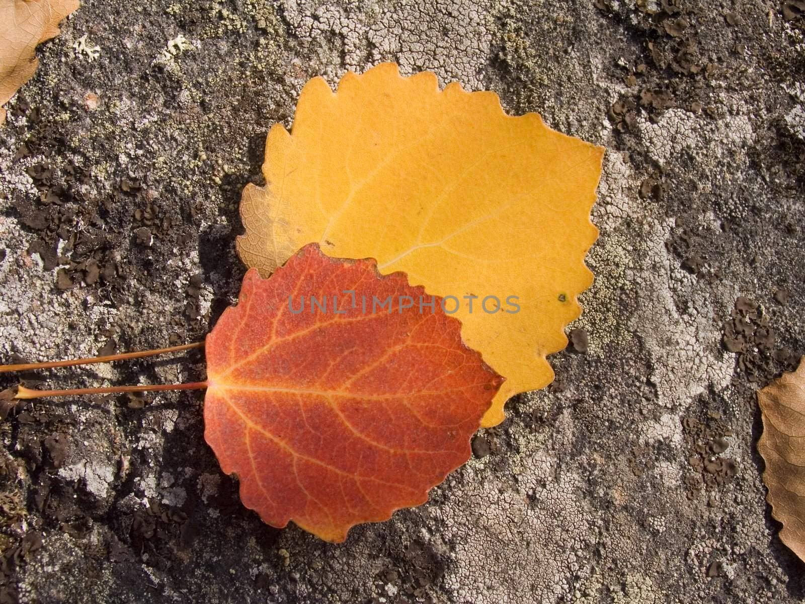 Photo of colour autumn leaves on a natural background