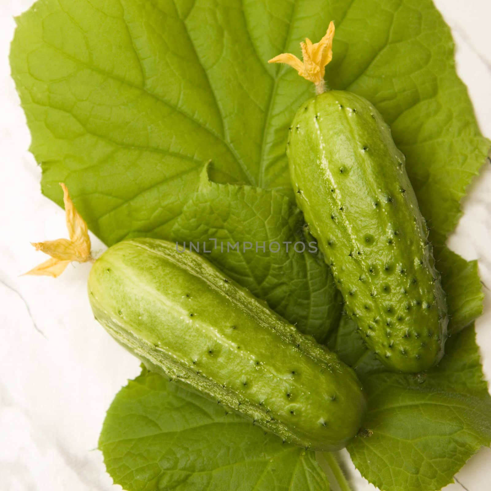 Photo of two cucumbers lying on leaves