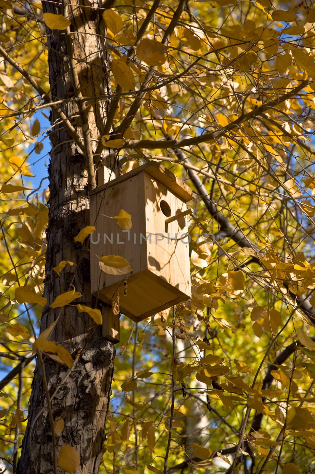 Birdhouse on a tree. Autumn yellow leaves and twigs.