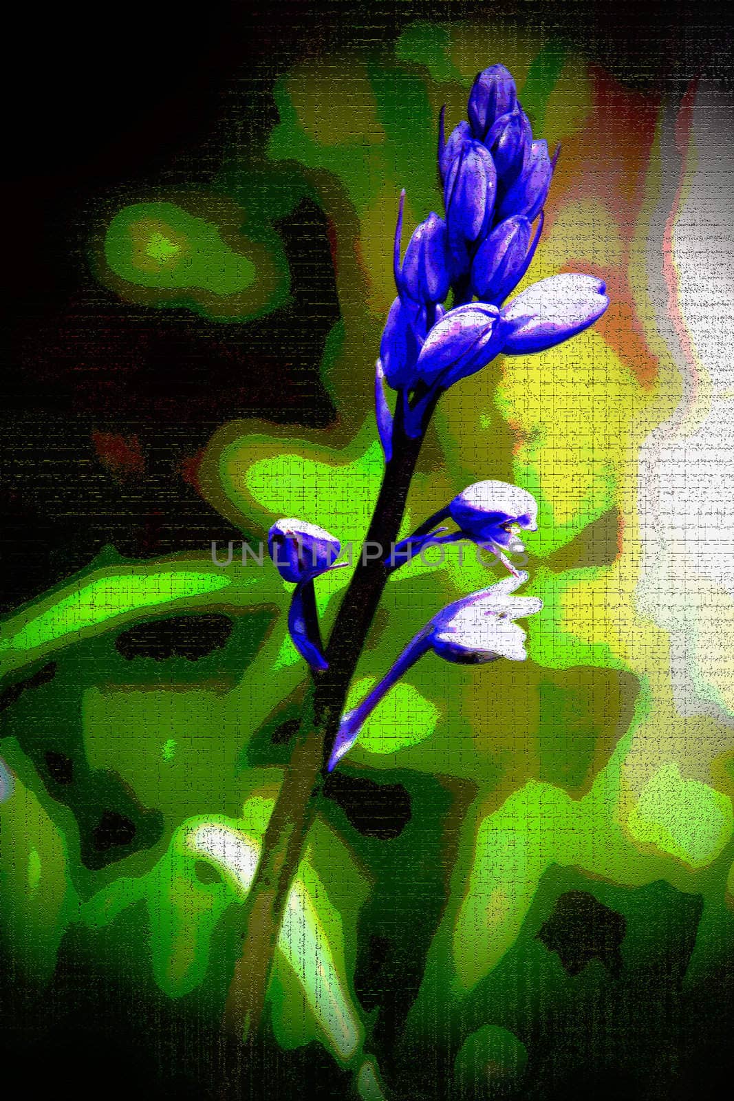 A bluebell fine art image using filters and blending modes for effect