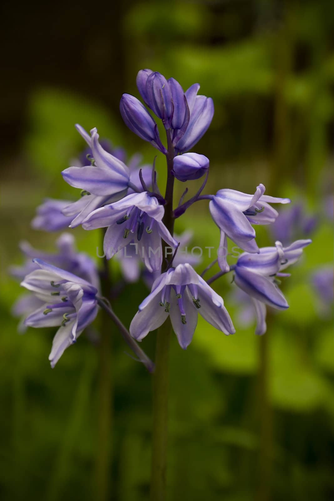 The ever lovely flower of summer, the bluebell