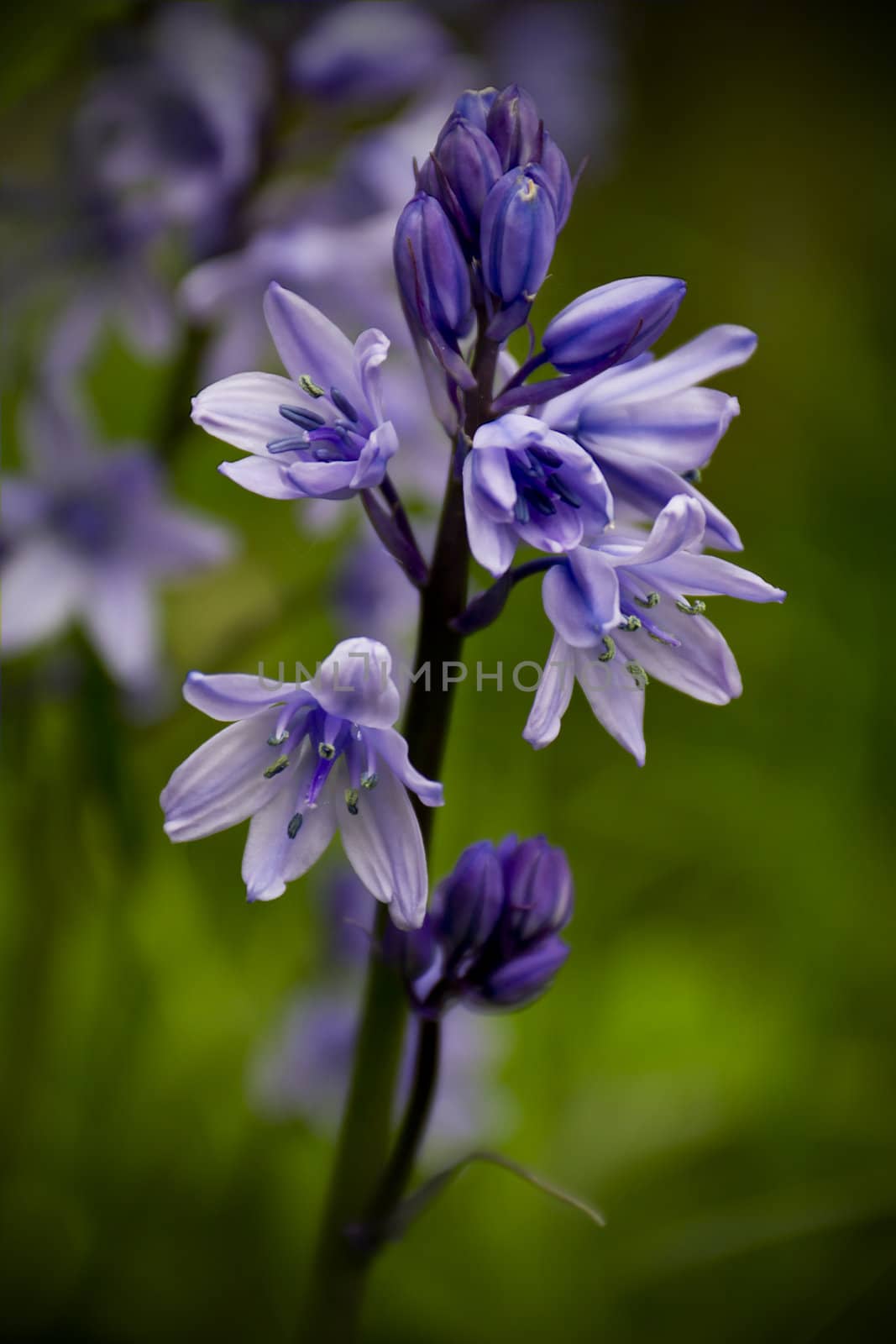 In close on a fresh bluebell just beginning to open up