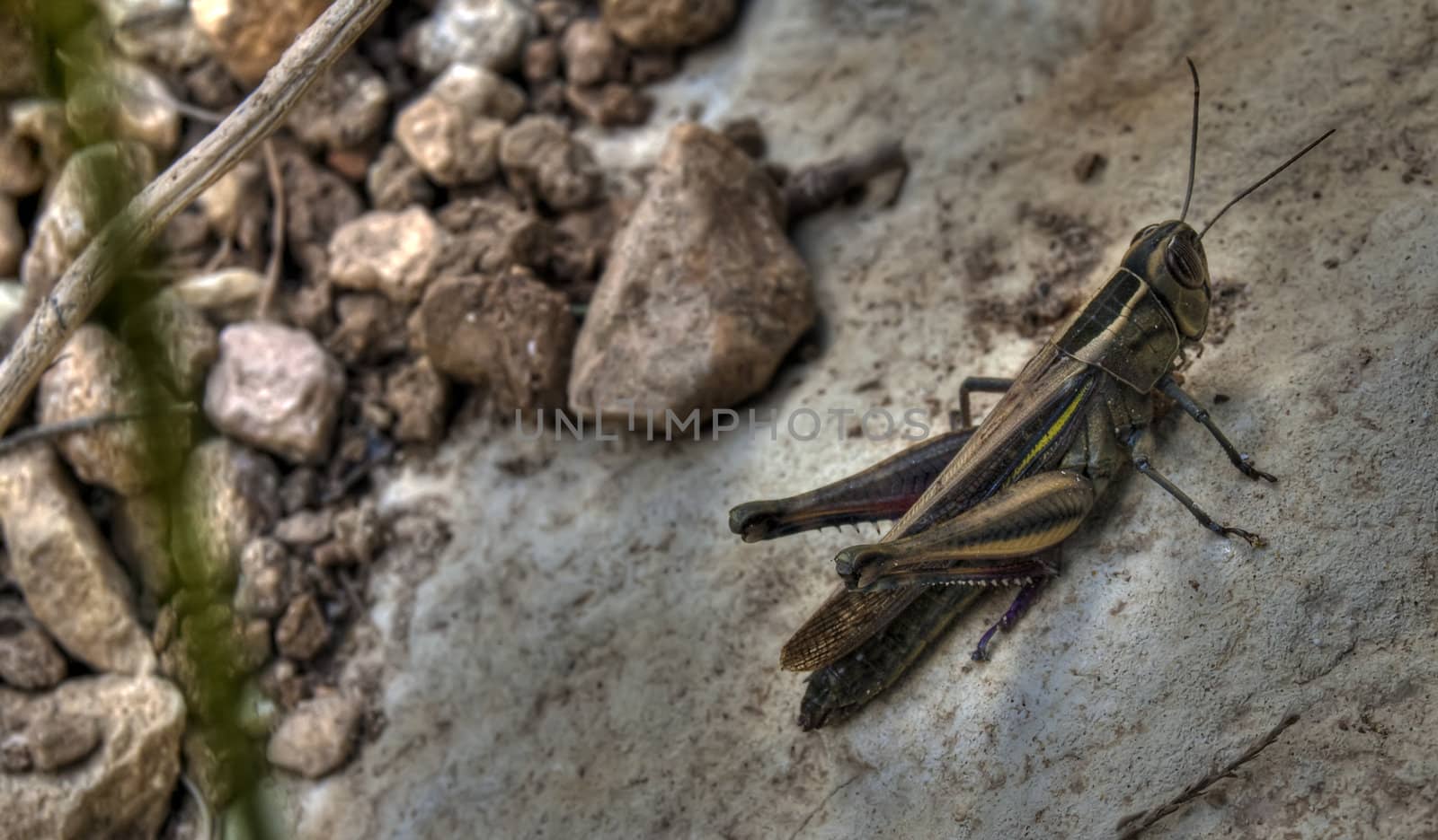Close up photo of a White-Banded Grasshopper or Eypeprocnemis Plorans