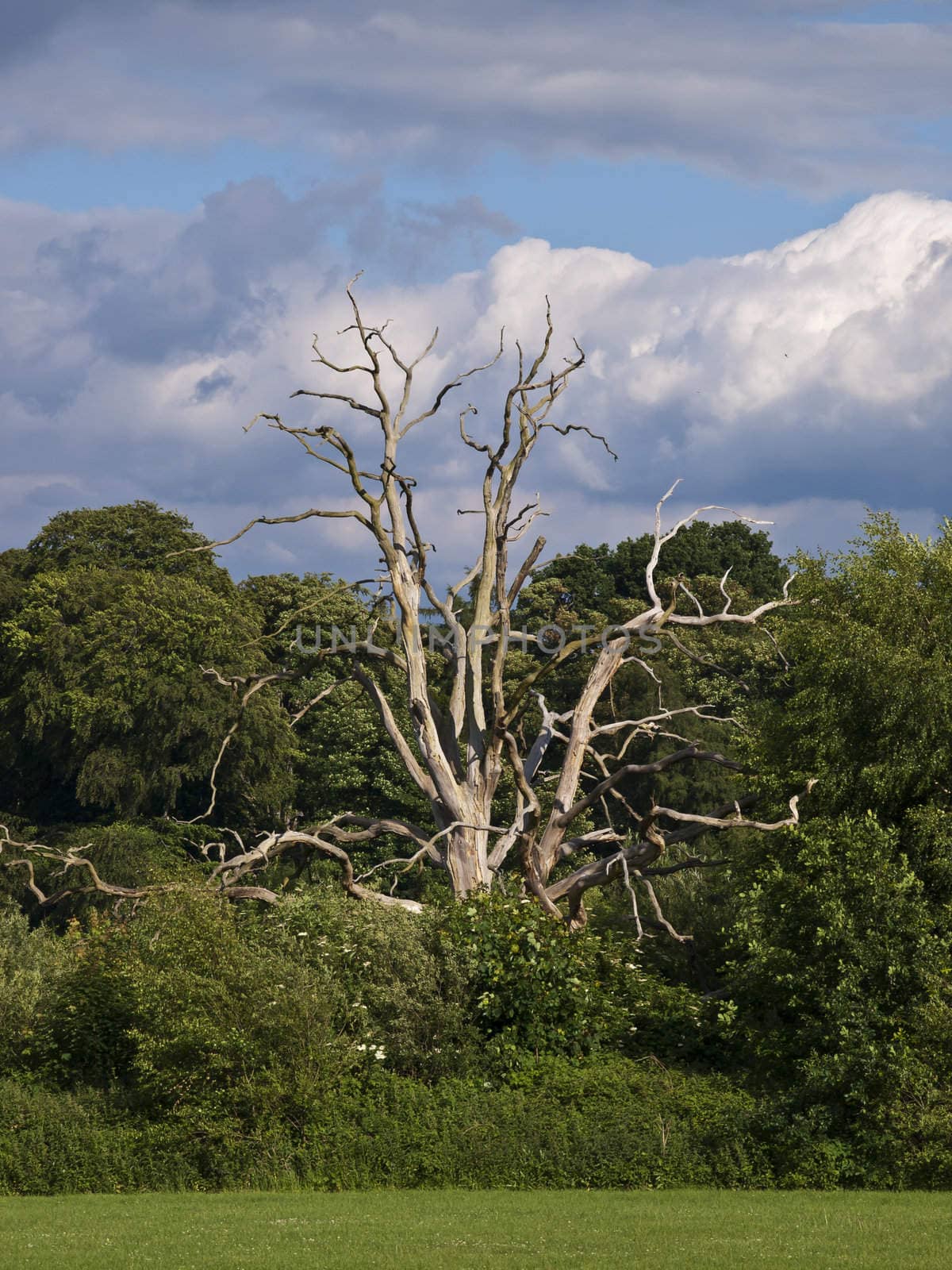 Amidst the summer growth stands this single bare tree