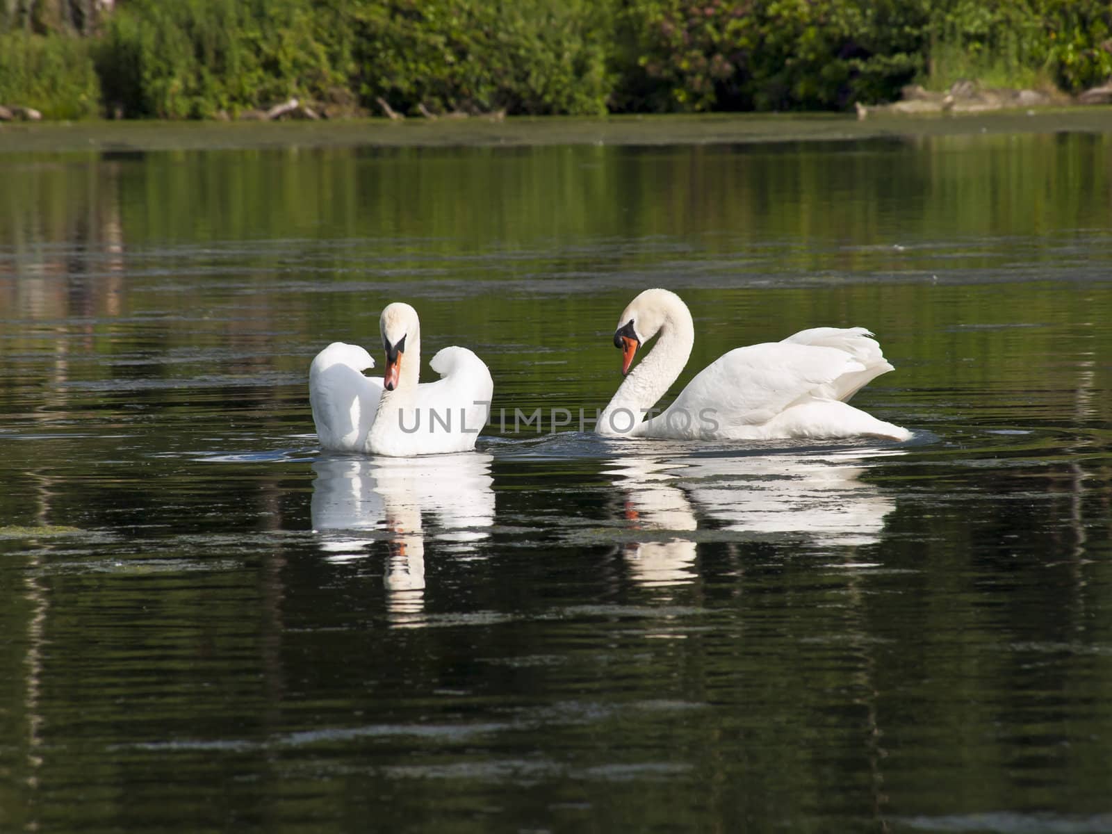 A pair of graceful mute swans floating on a lake