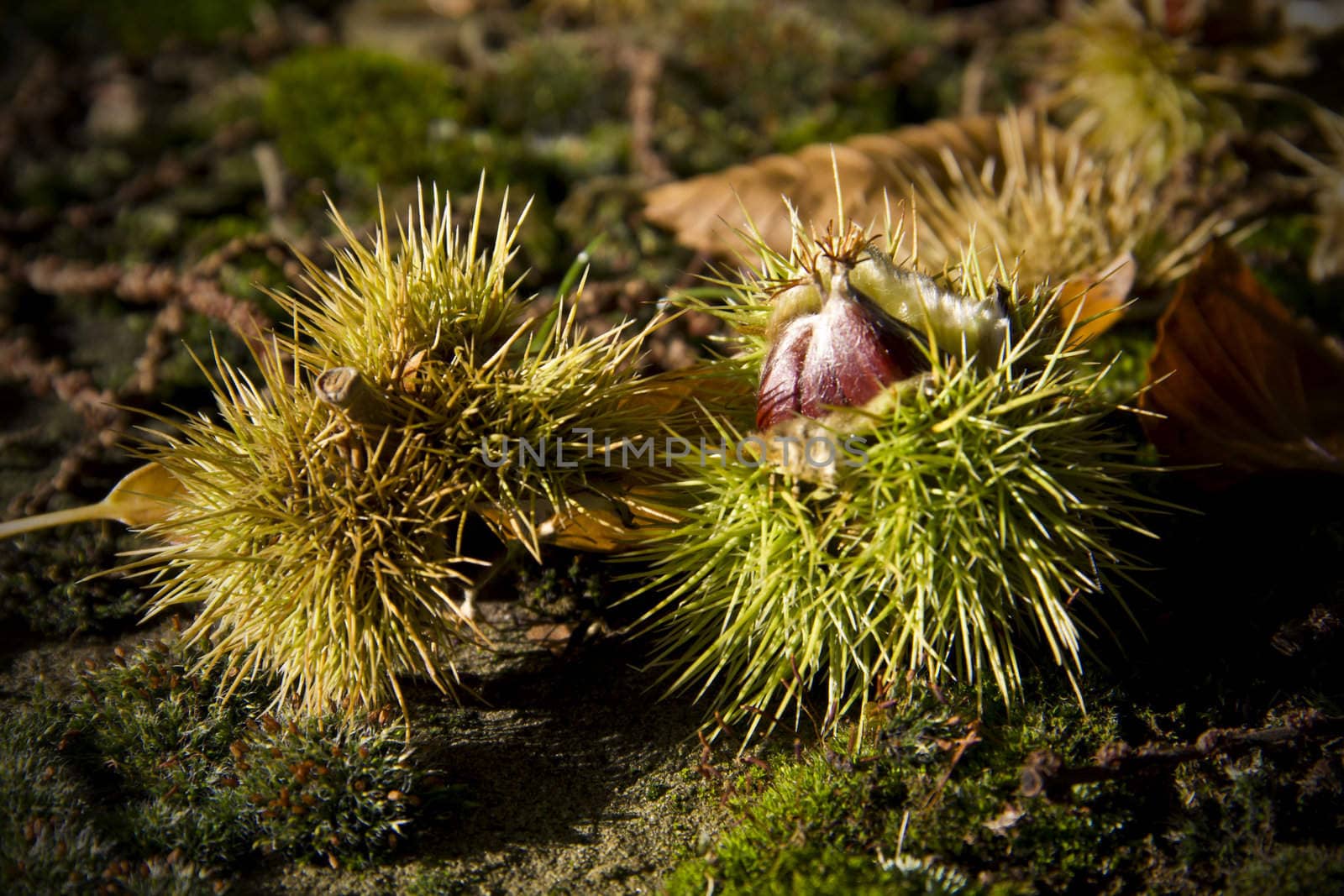 A sweet chestnut seed in its case