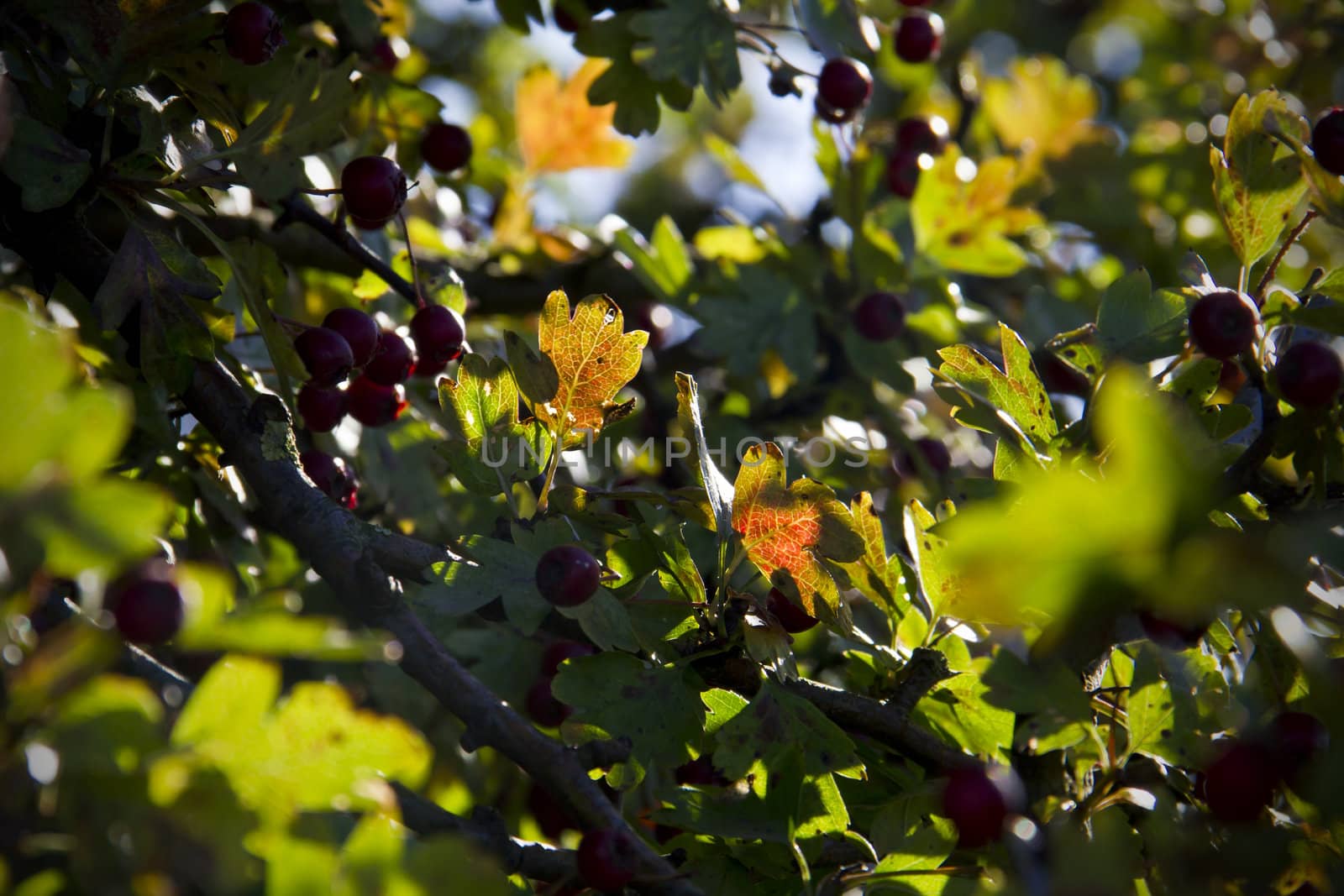 Sunlight on an autumn coloured leaf and a scattering of berries