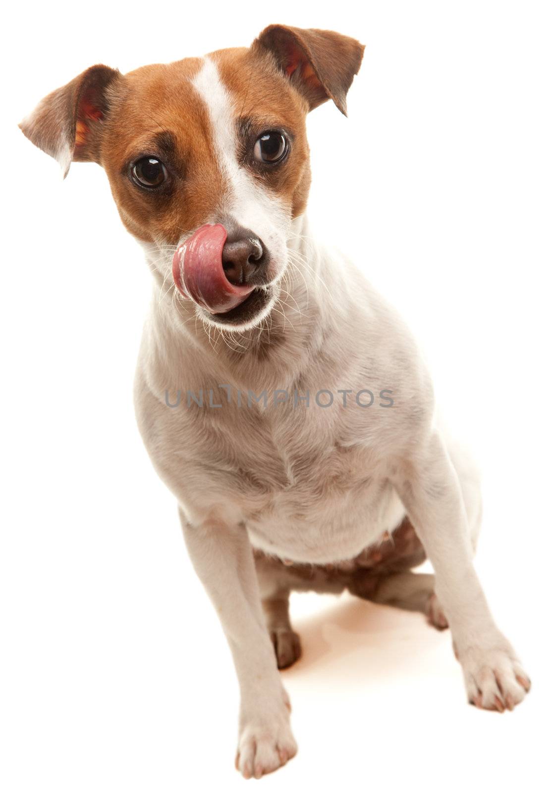 Portait of an Adorable Jack Russell Terrier Isolated on a White Background.