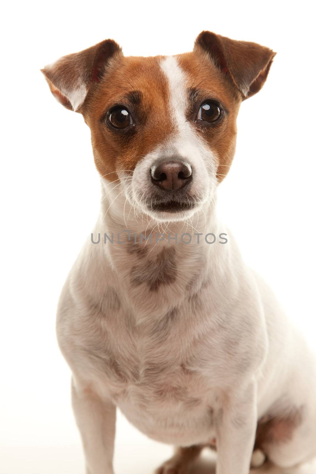 Portait of an Adorable Jack Russell Terrier Isolated on a White Background.