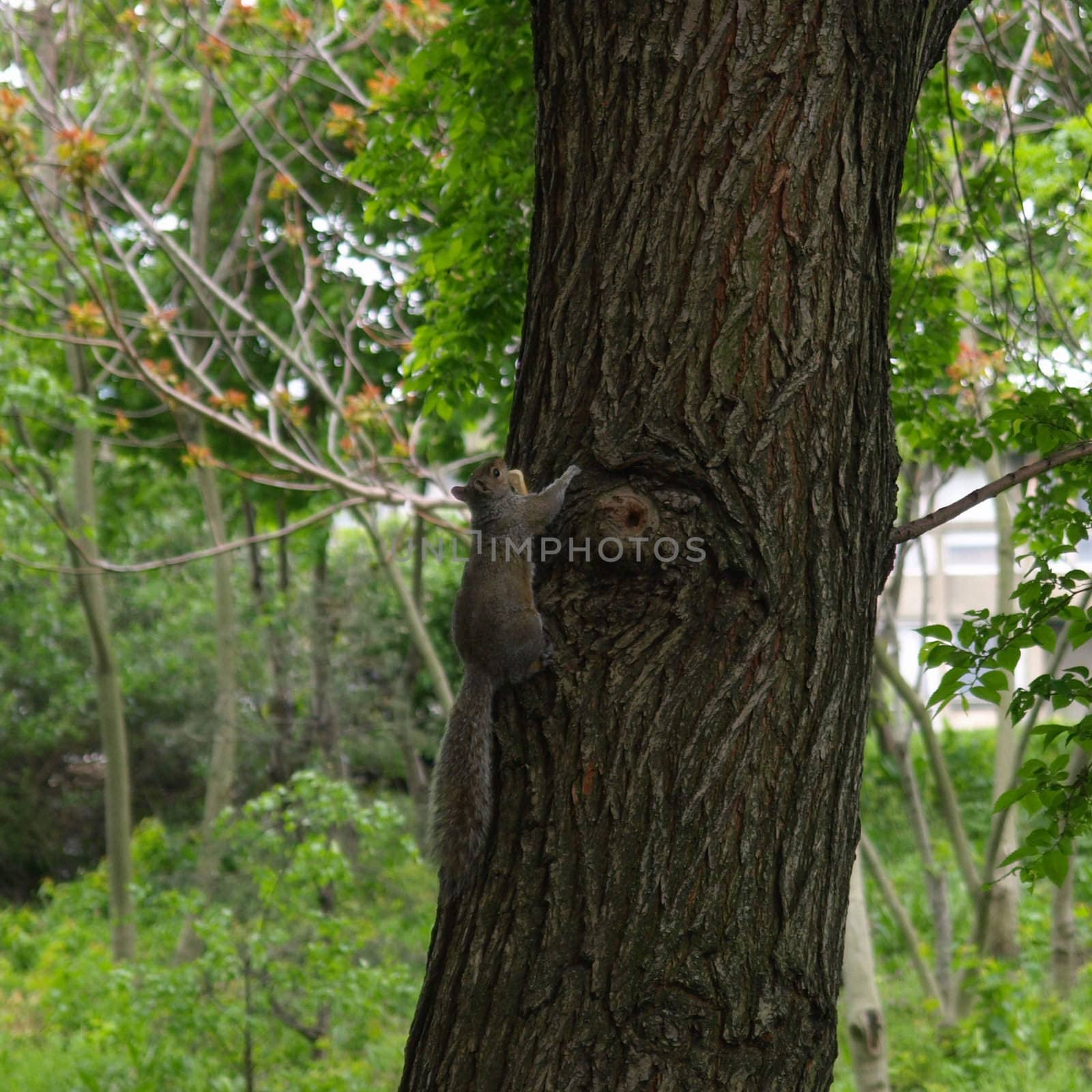 Squirrel - Animalia Chordata Mammalia Rodentia Sciuromorpha Sciuridae