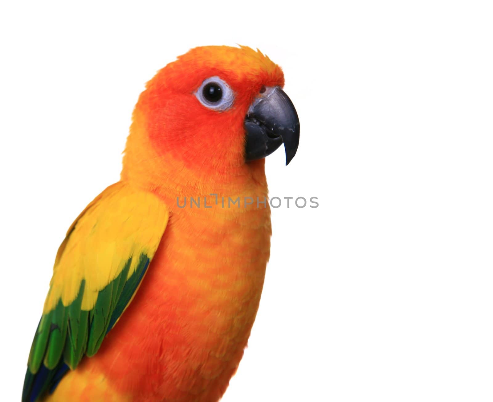 Bright Sun Conure Parrot on White Background Side View