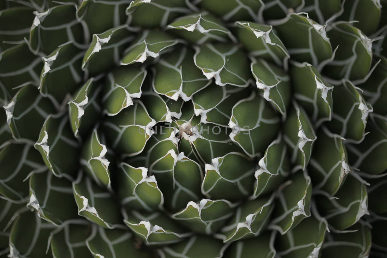 Circle Pattern Center of a Succulent Cactus in Natural Setting