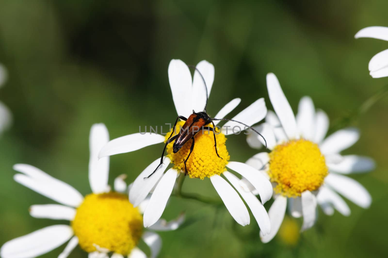 The brown beetle picking pollen on a camomile