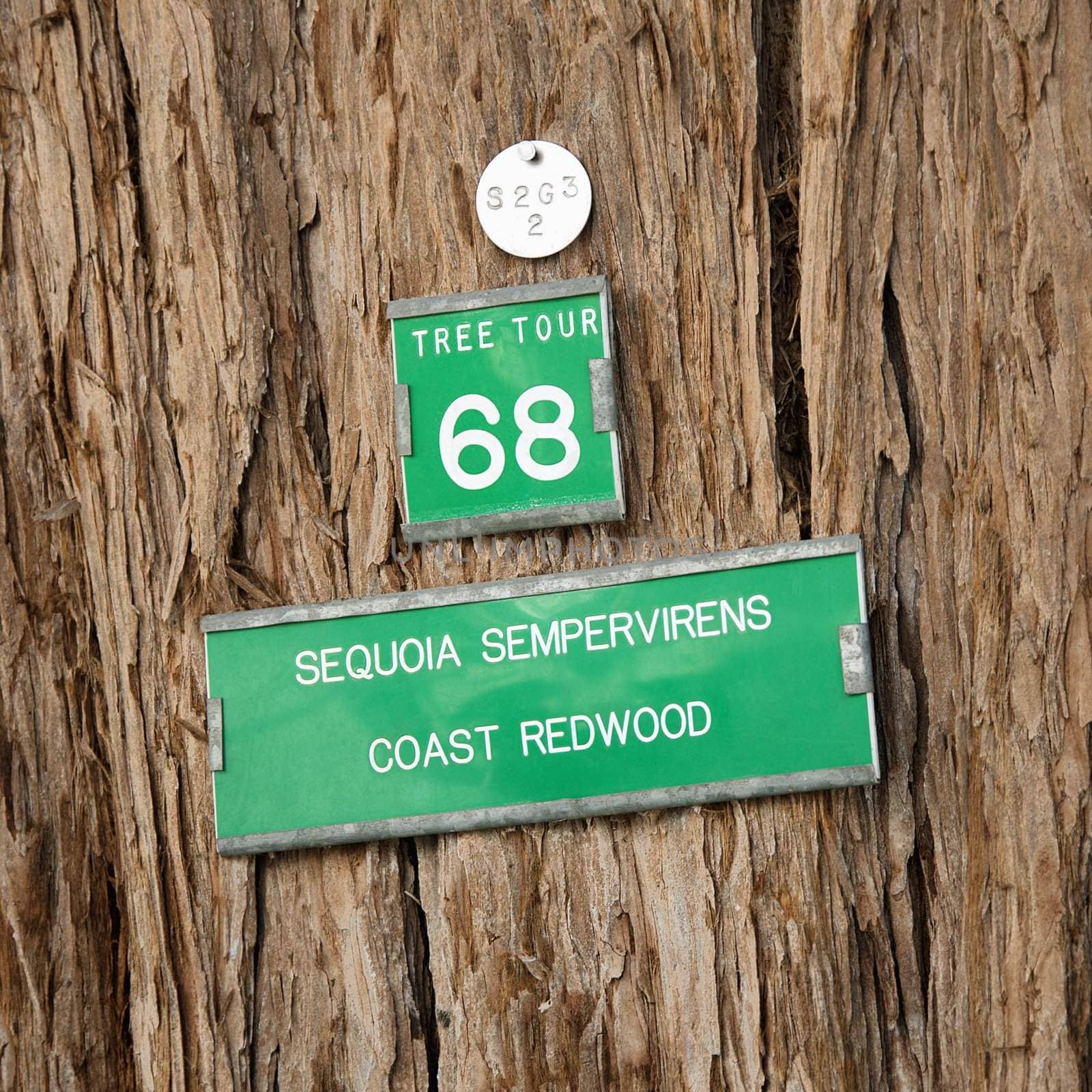 Redwood tree sign by iofoto