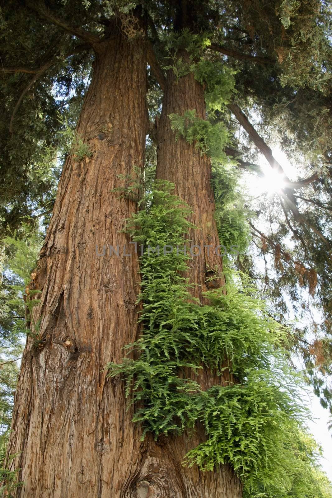 Redwood sequoia with growth. by iofoto