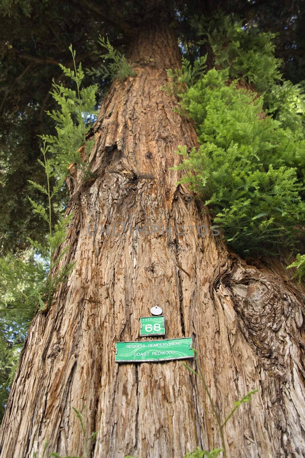 Redwood sequoia with sign by iofoto