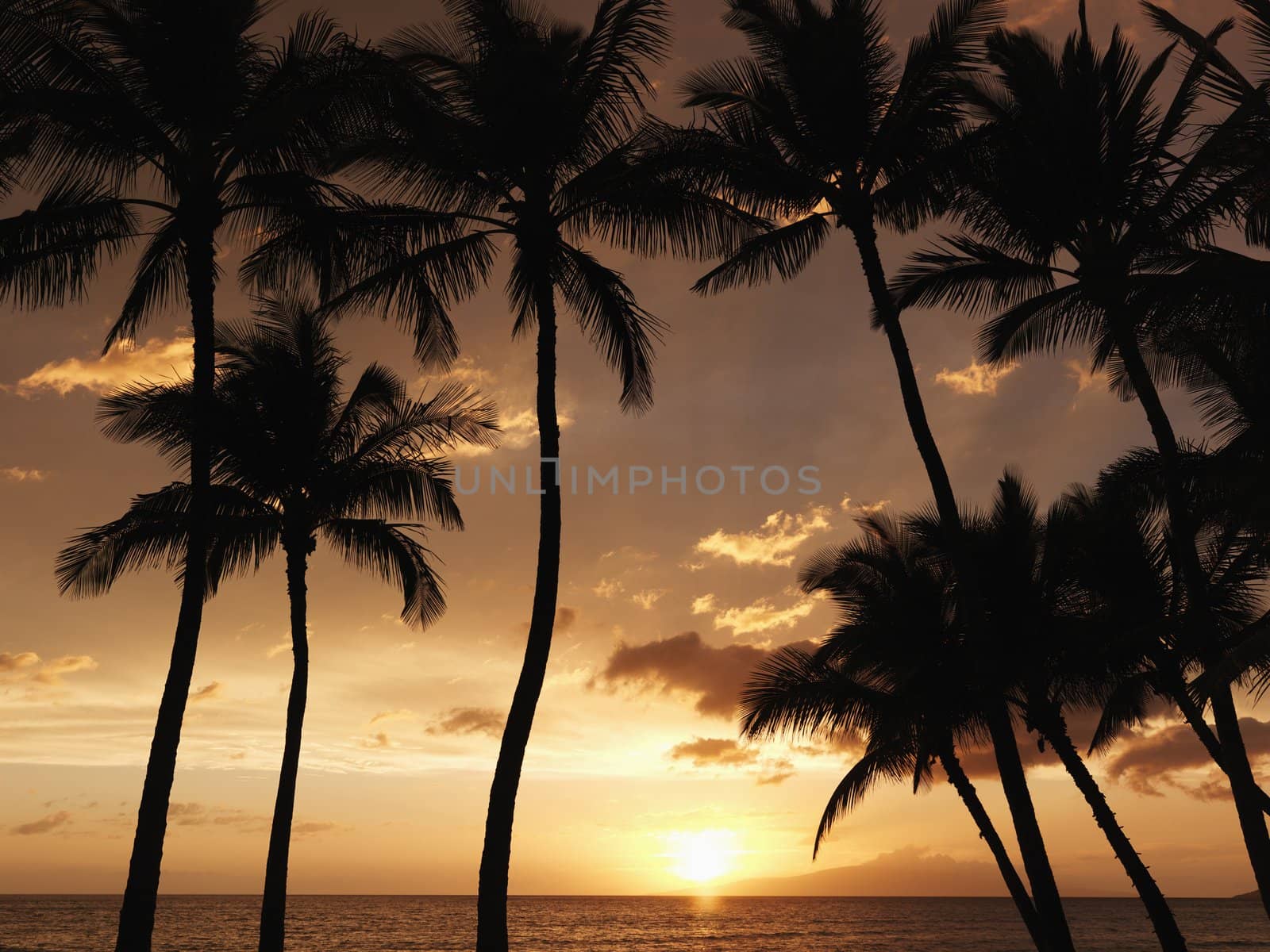 Maui palm trees at sunset. by iofoto