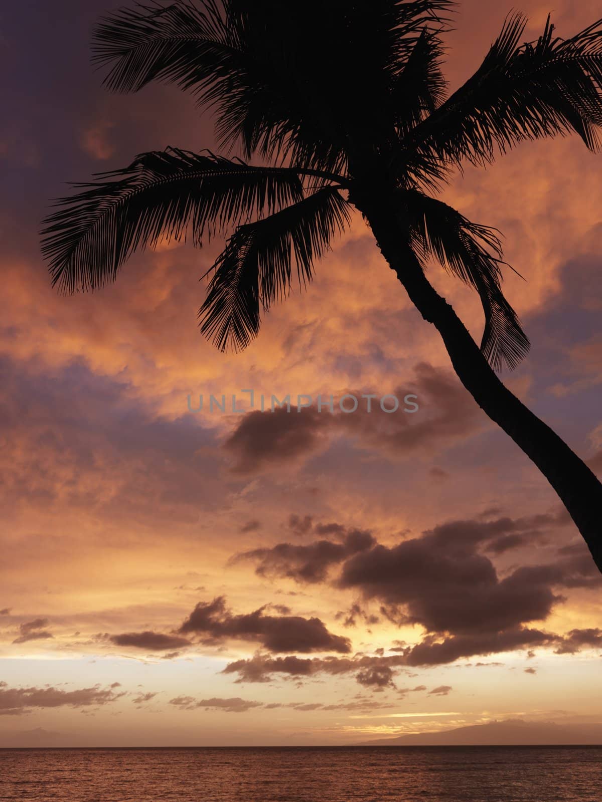 Palm tree at sunset by iofoto