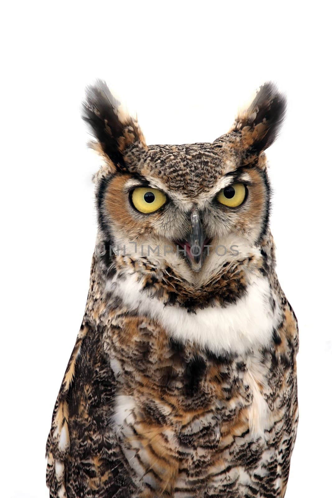 Eagle Owl looking threatening. Isolated on white.