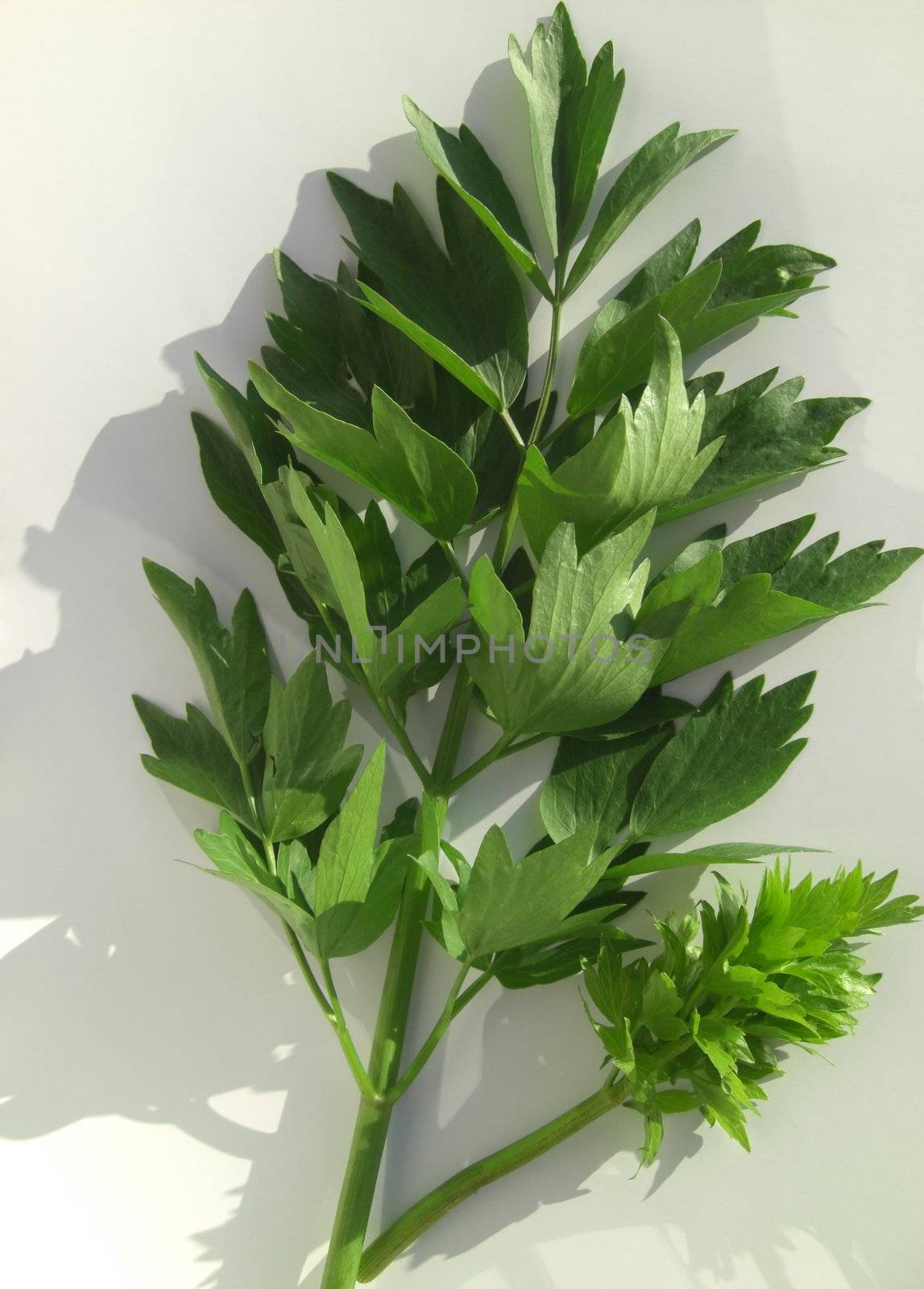 lovage with a layer by Gabriele