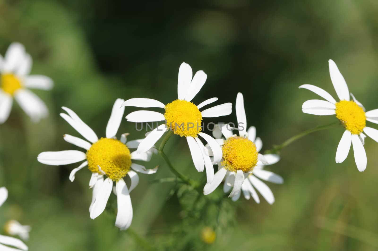 Field camomiles are shooting close up