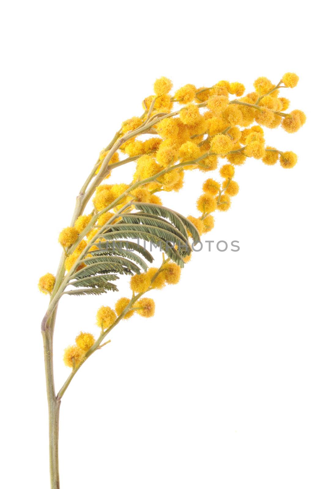 Branch of a mimosa isolated on white background