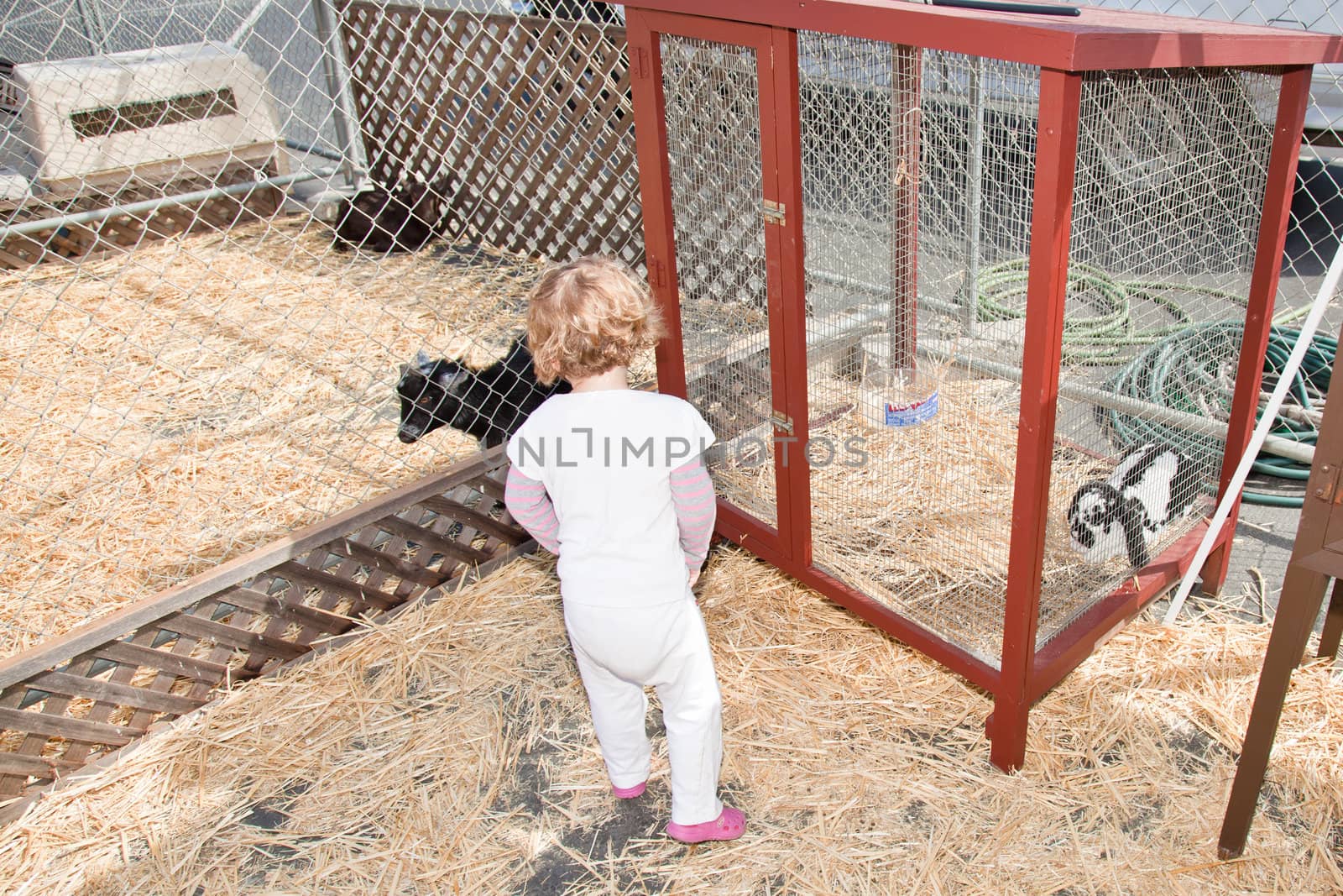 Cute little European toddler girl having fun on pumpkin patch.