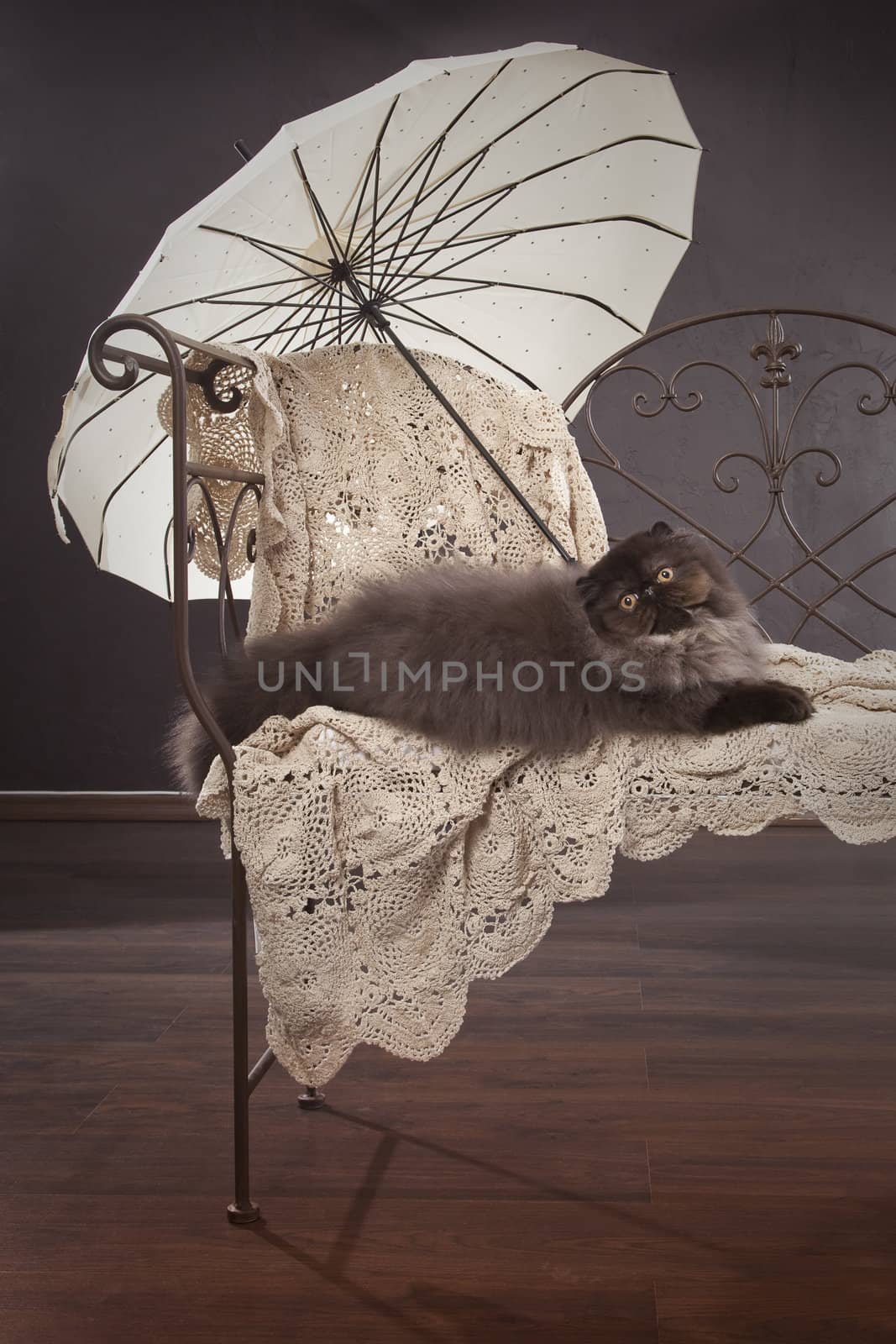 Long haired (persian) cat on the classic metal bench