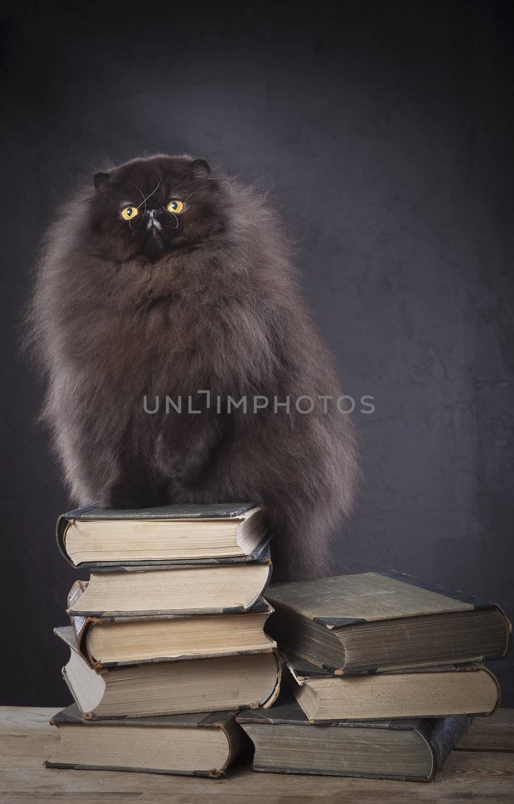 Long haired (persian) cat on the top of book pile