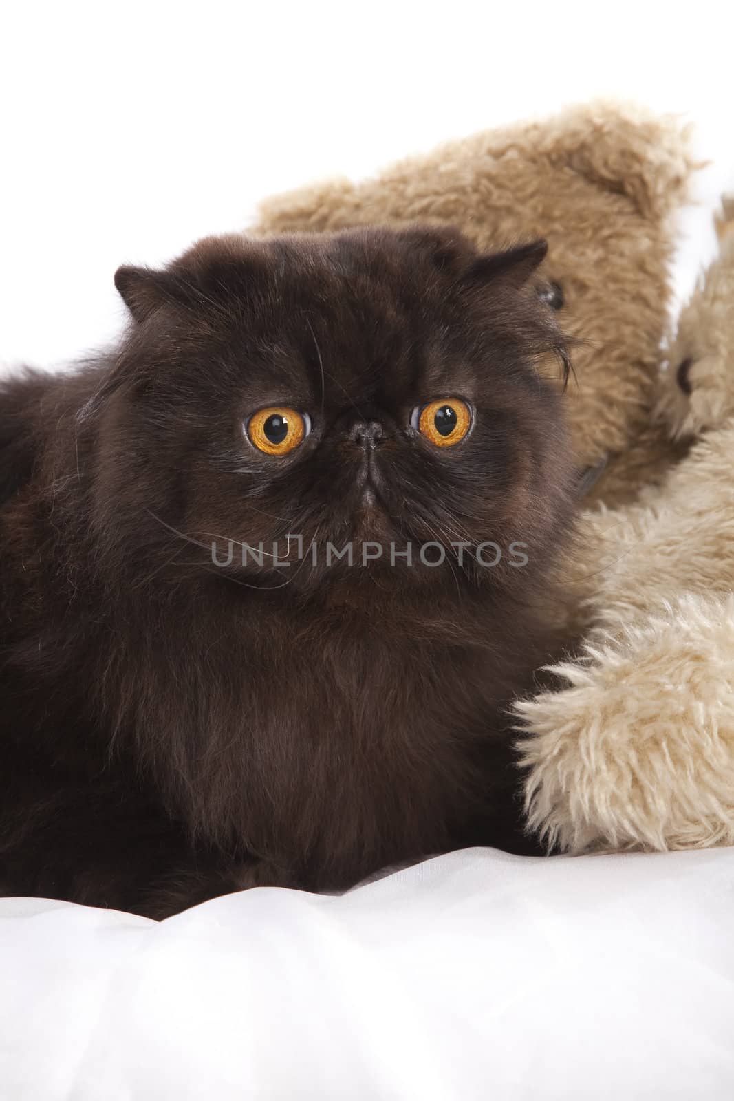 Long haired persian cat by mjp