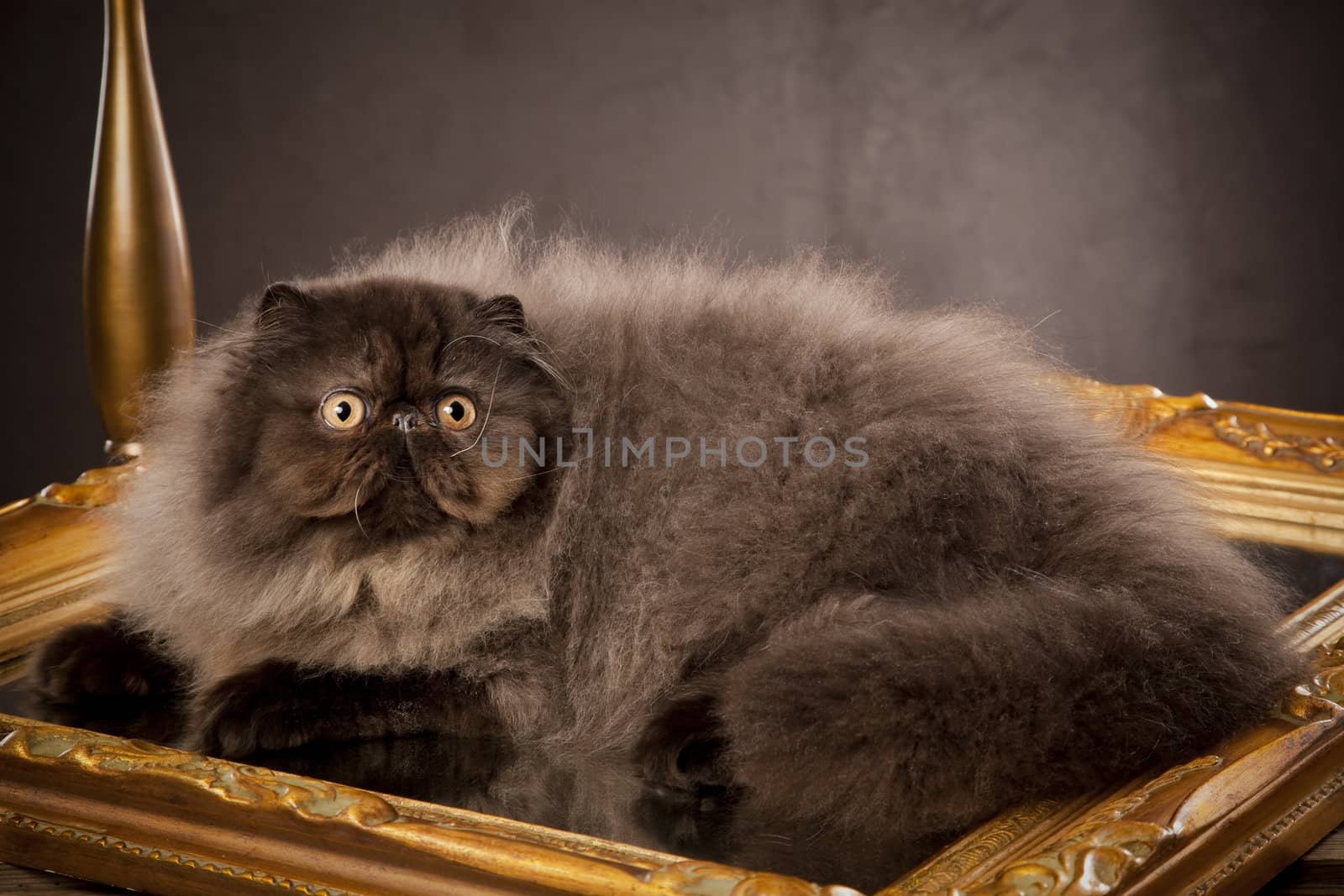 Long haired (persian) cat on the table