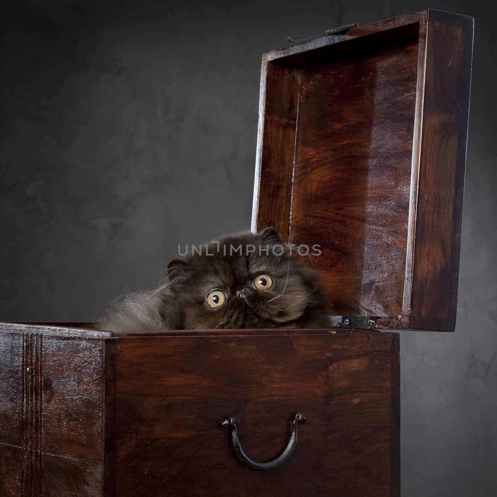 Long haired persian cat in the wooden box by mjp