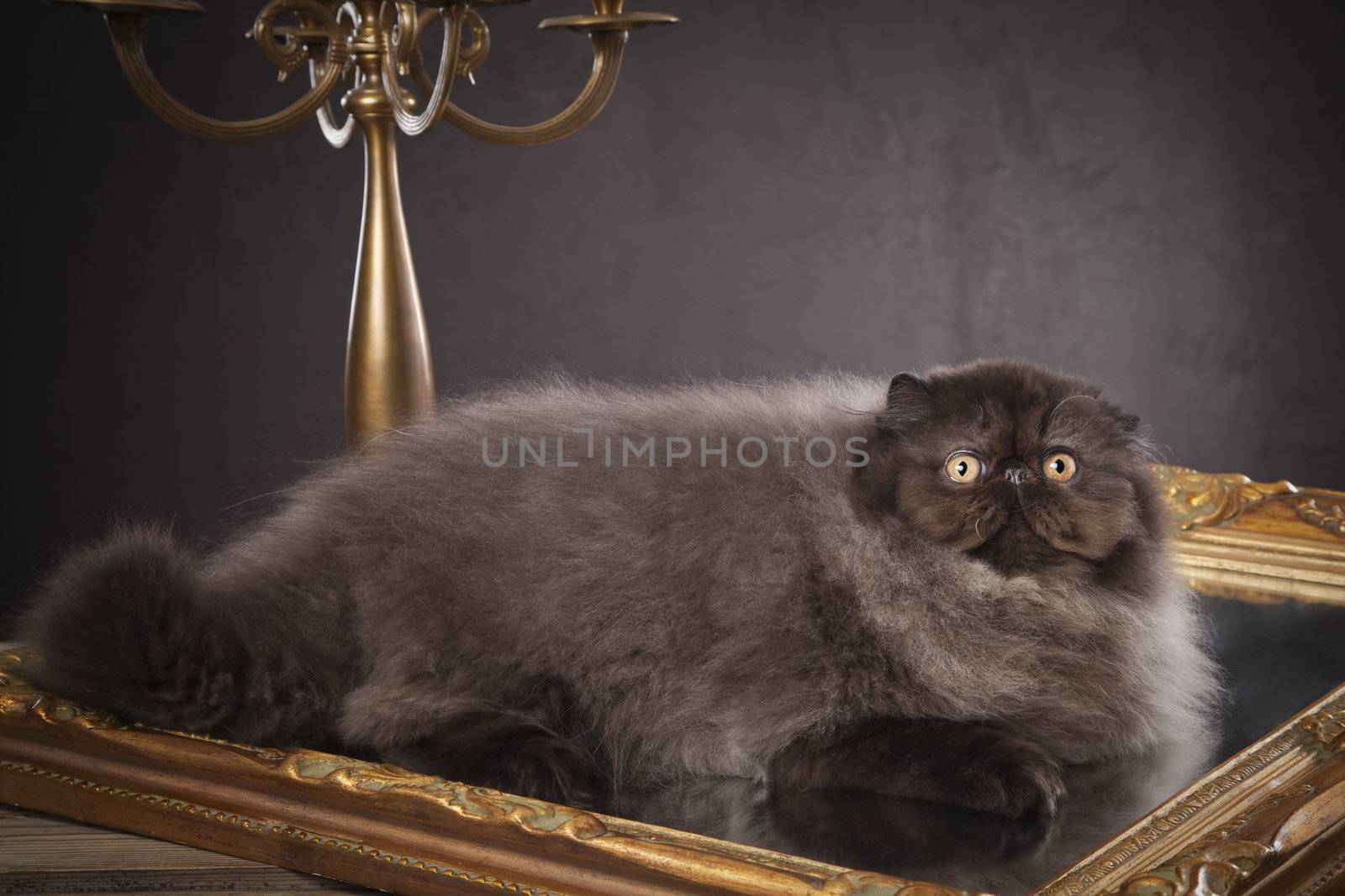 Long haired (persian) cat on the old mirror